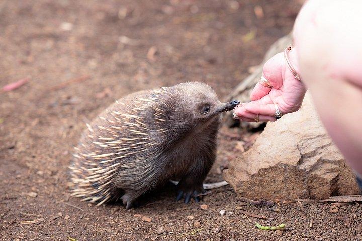 ホバート：滝、荒野＆野生動物-アクティブ日帰りツアー