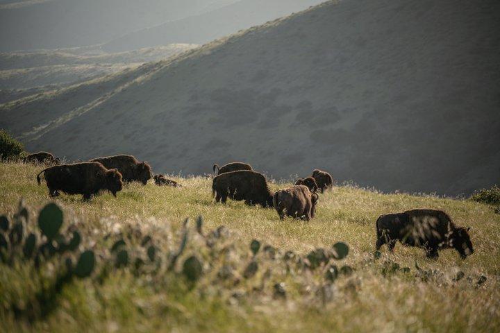 Catalina Island Bison Expedition