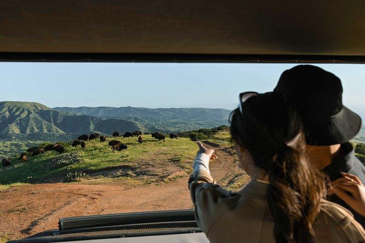Catalina Island Bison Expedition