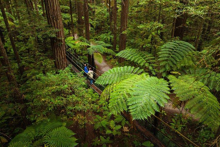 Rotorua: Redwoods eventyr 3 timer