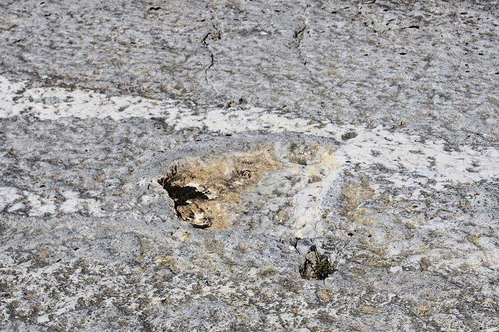リスボン : 恐竜の足跡、洞窟、オビドス-チケット付き