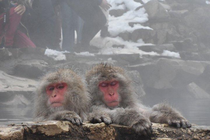 Departure from Hakuba Snow Monkey Tour and Zenkoji Temple