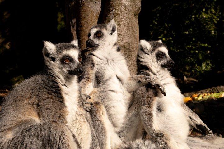 Willowbank Wildlife Reserve Day Entry