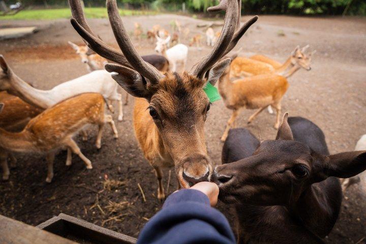 Willowbank Wildlife Reserve Day Entry