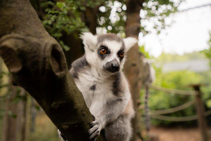 Willowbank Wildlife Reserve Day Entry