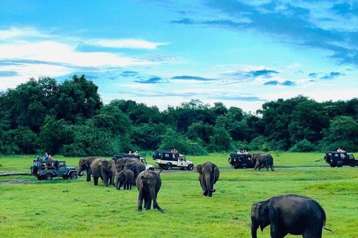 Minneriya / Hurulu Eco Park Safari Private Tour
