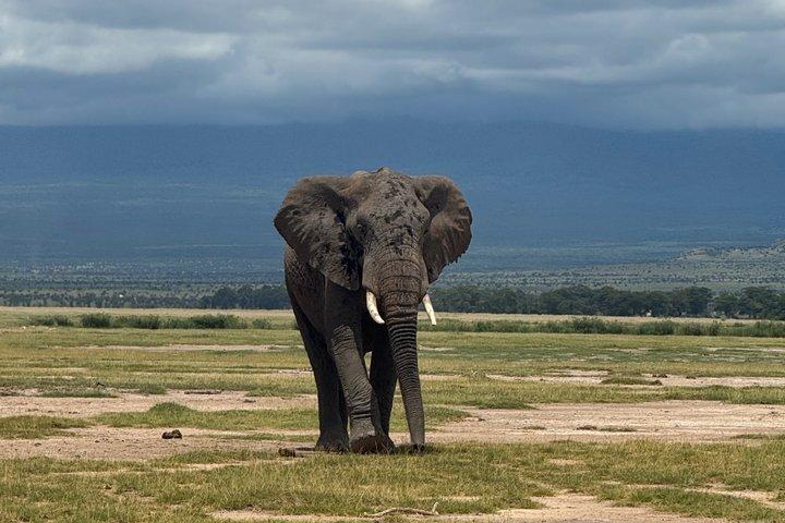 Amboseli dagstur
