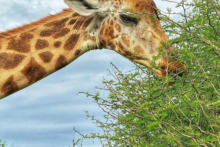 Mombasa Kultur- & Tiererlebnis