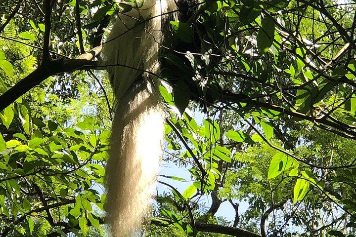 アルーシャ国立公園終日ウォーキングサファリ付き