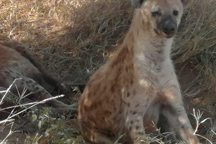 ツァボ東国立公園 : 2 - デイボイサファリロッジアドベンチャー.