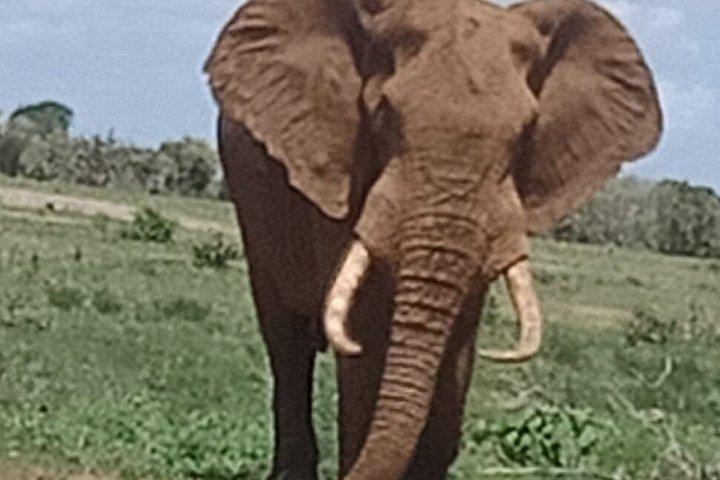 ツァボ東国立公園 : 2 - デイボイサファリロッジアドベンチャー.