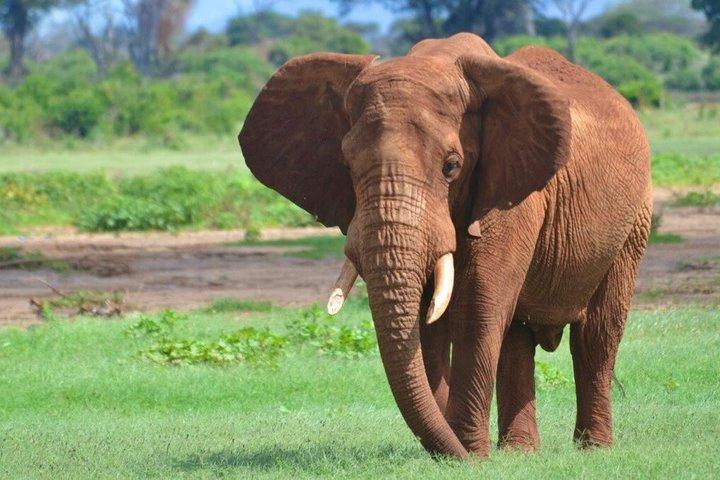 Tsavo East National Park : 2 - Dia Voi Safari Lodge Aventura.