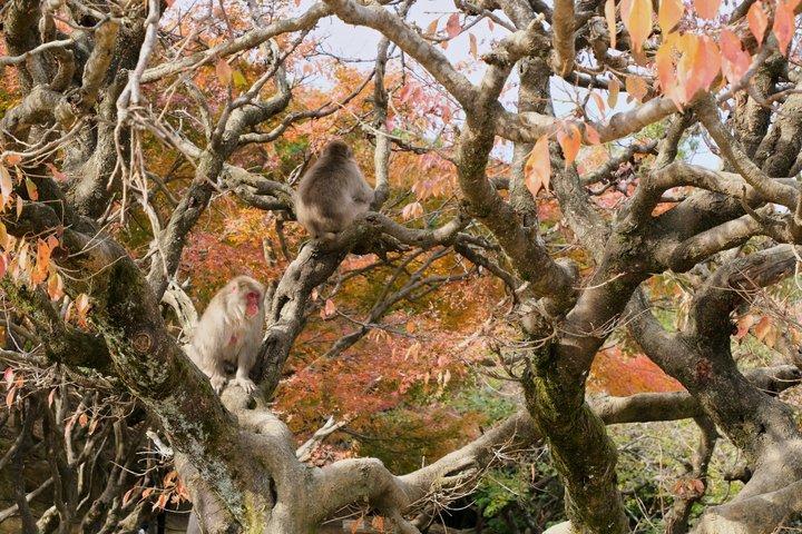 嵐山竹林と禅ガーデンツアー