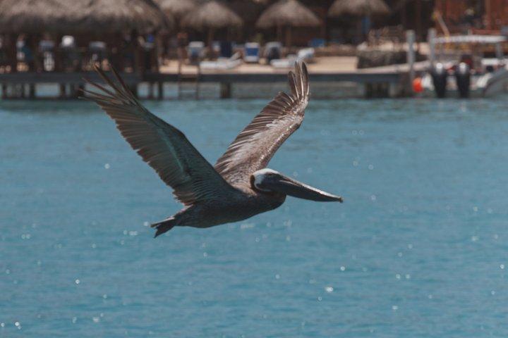 Tour privato in barca sull'isola di Rosario e Barú fino a 17
