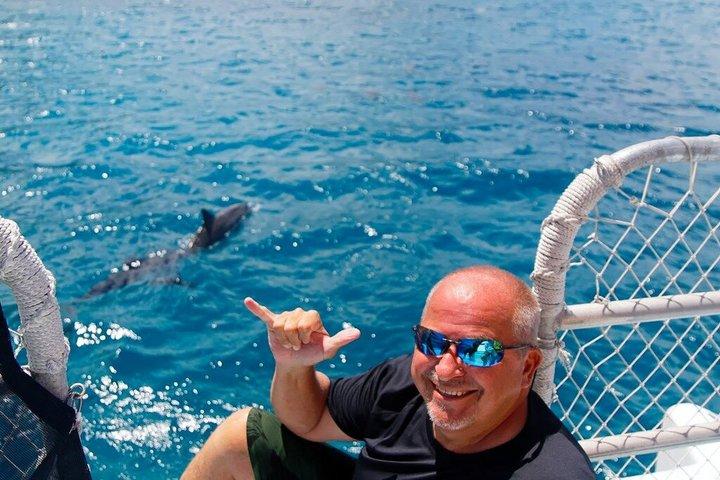 Small-Group Dolphin Turtle & Whale Safari w/ Marine Biologists