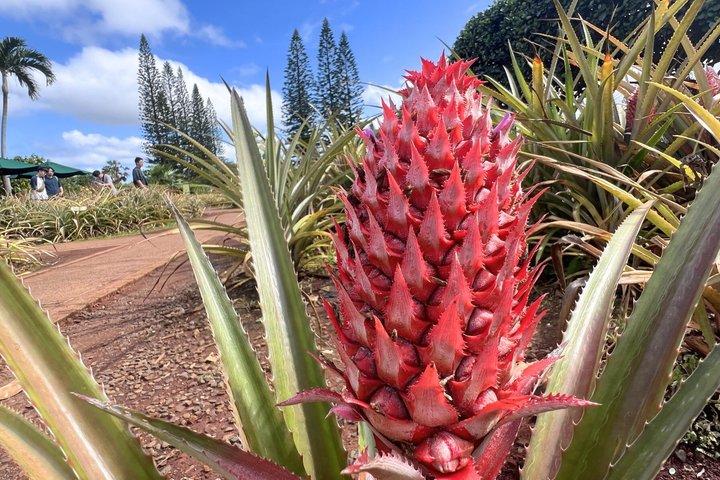 Oahu: Dole Plantation and Ko Hana Distillery with Rum Tasting