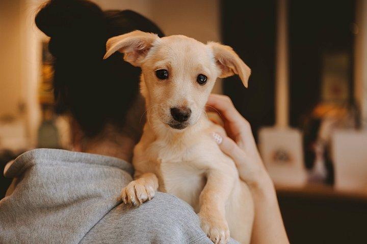 Rescue Dog Lounge Experience in Bellingham