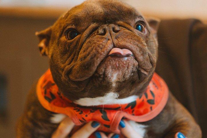 Rescue Dog Lounge Experience in Bellingham
