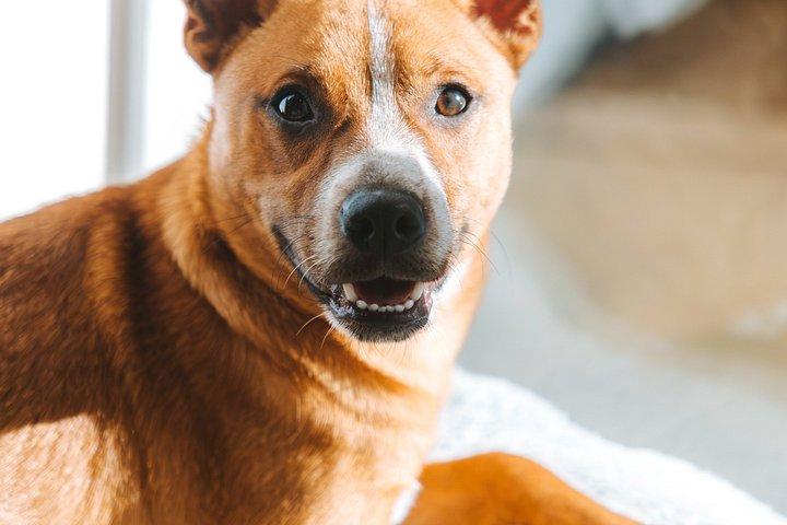 Rescue Dog Lounge Experience in Bellingham