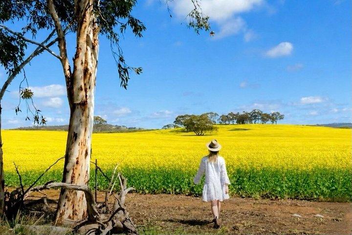 Vilde blomster, Canola felter og historiske New Norcia dagstur