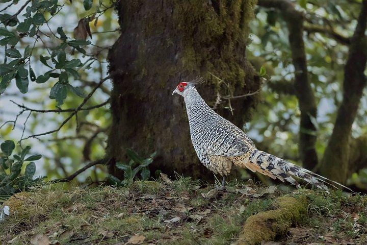 ワールド・オブ・ワイルドによる15日間のインディアン野生動物と文化ツアー