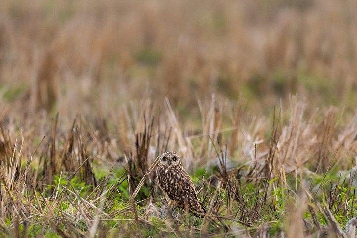 ワールド・オブ・ワイルドによる15日間のインディアン野生動物と文化ツアー