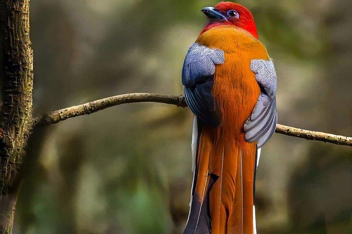 ワールド・オブ・ワイルドによる15日間のインディアン野生動物と文化ツアー