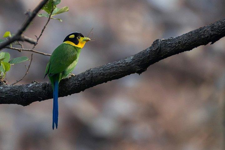 ワールド・オブ・ワイルドによる15日間のインディアン野生動物と文化ツアー