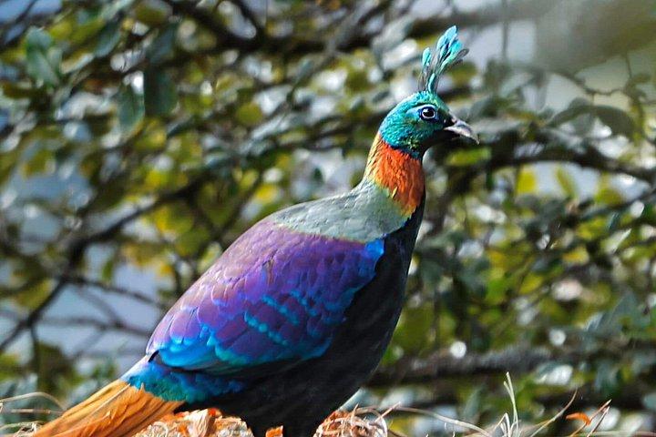 ワールド・オブ・ワイルドによる15日間のインディアン野生動物と文化ツアー