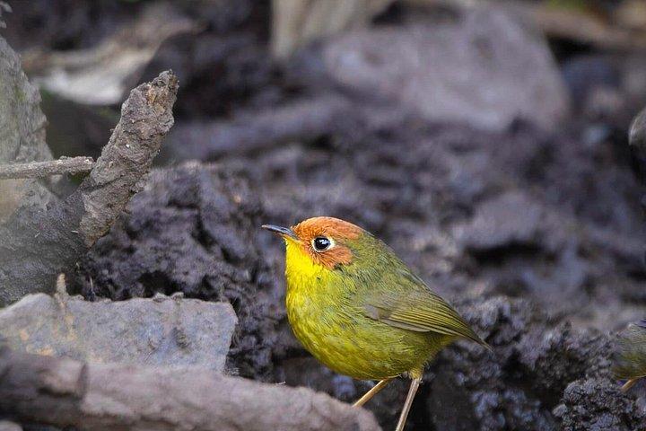 ワールド・オブ・ワイルドによる15日間のインディアン野生動物と文化ツアー