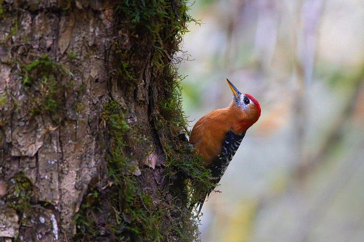 ワールド・オブ・ワイルドによる15日間のインディアン野生動物と文化ツアー