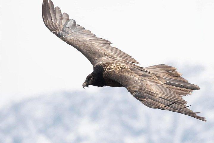 ワールド・オブ・ワイルドによる15日間のインディアン野生動物と文化ツアー