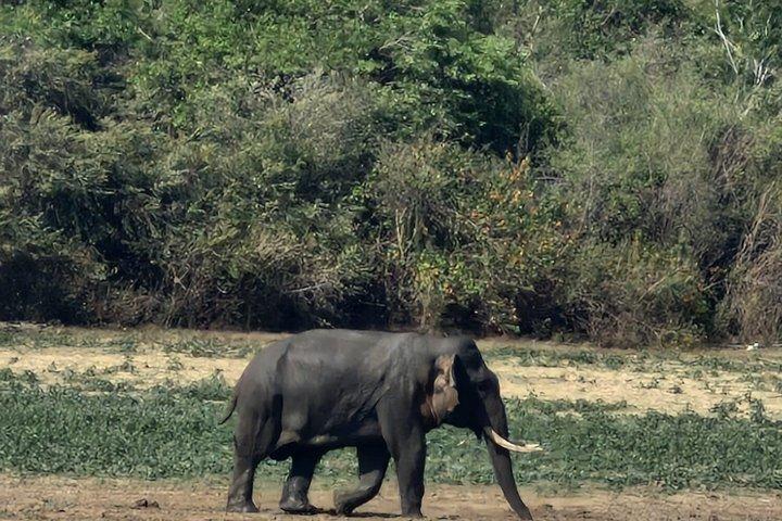 Parco nazionale di Udawalawe