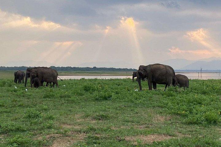 ウダワラウェ国立公園ジープサファリ
