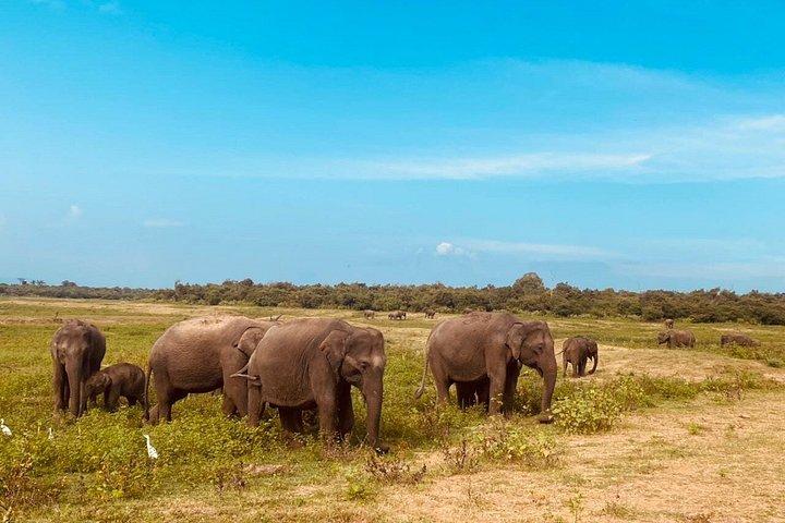 ウダワラウェ国立公園ジープサファリ