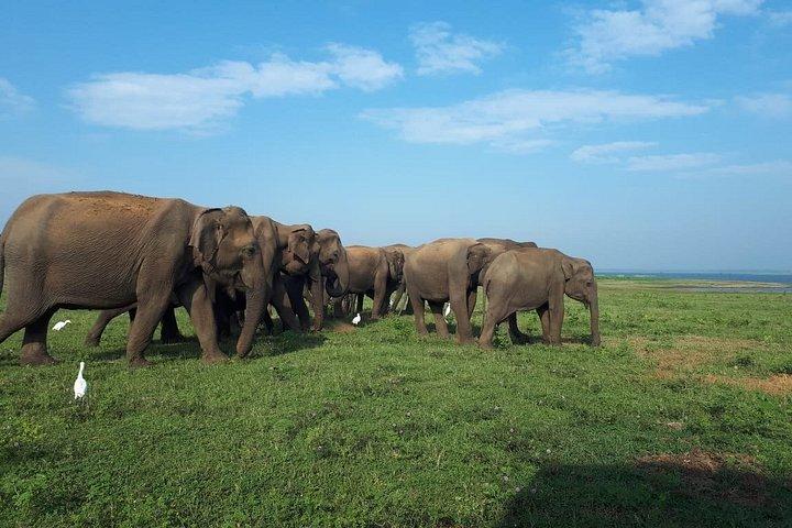 ウダワラウェ国立公園ジープサファリ