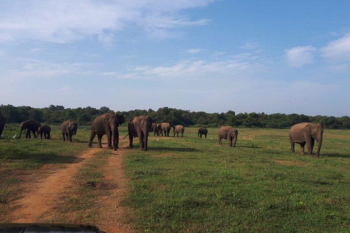 ウダワラウェ国立公園ジープサファリ