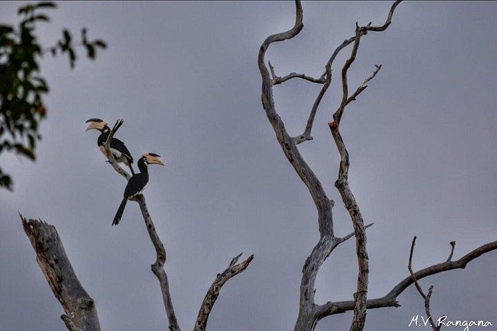 ウダワラウェ国立公園ジープサファリ