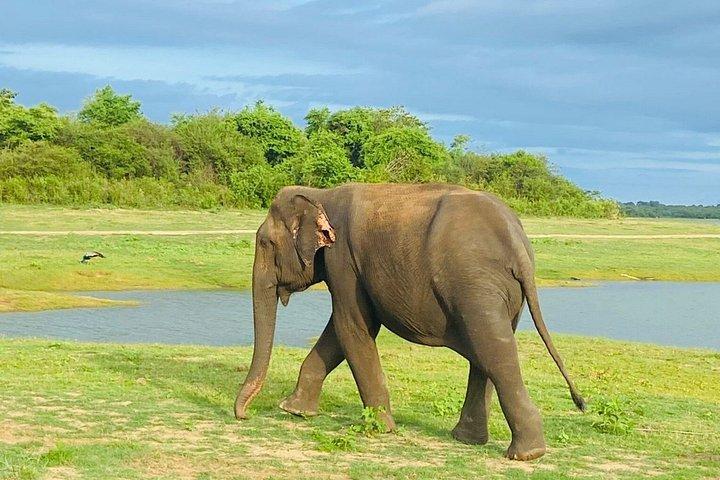 ウダワラウェ国立公園ジープサファリ