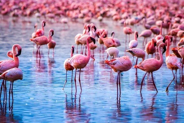 Nakurusjöns nationalpark Halvdagspris per fordon från Nakuru
