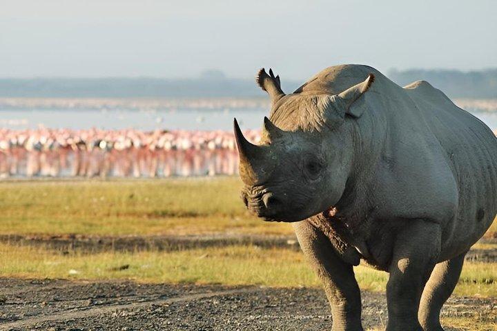 Nakurusjöns nationalpark Halvdagspris per fordon från Nakuru
