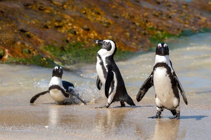 Cape of Good Hope, Table Mountain & Penguins Private Tour from Cape Town