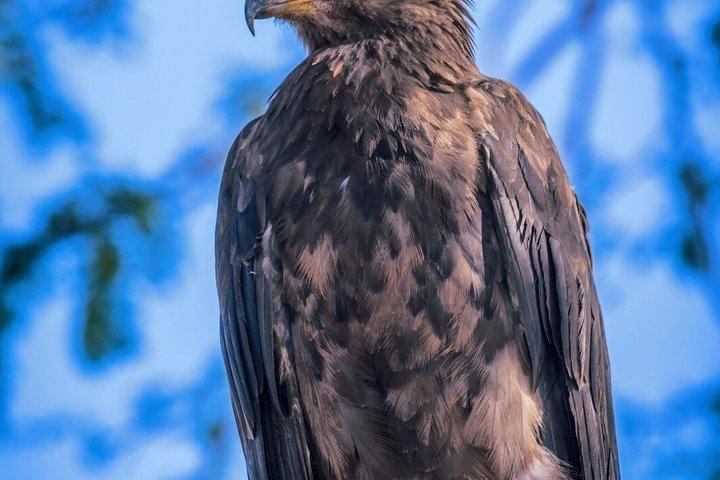 ジャンボケニアサファリ-究極の野生動物サファリ5日間アドベンチャー