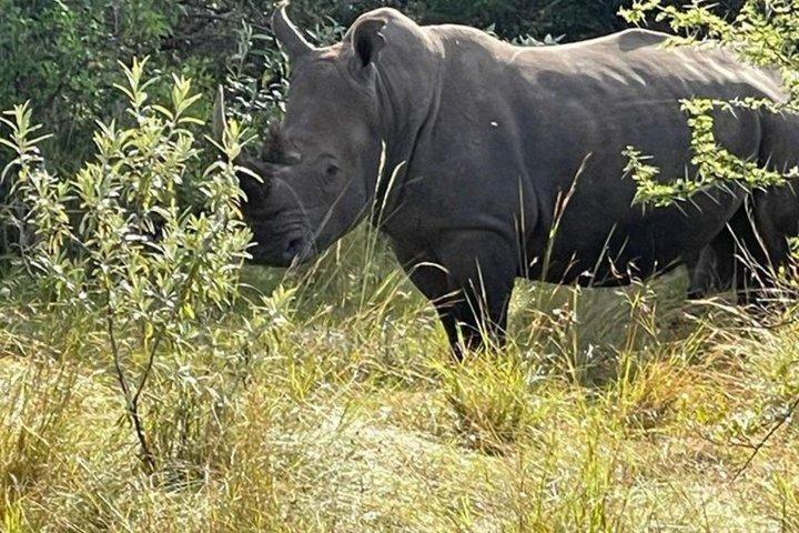 ジャンボケニアサファリ-究極の野生動物サファリ5日間アドベンチャー