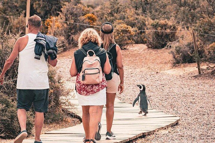 クルーズ客のための素晴らしいプンタトンボペンギン繁殖地ツアー