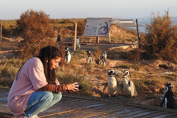 クルーズ客のための素晴らしいプンタトンボペンギン繁殖地ツアー