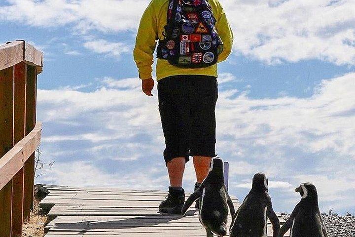 プンタ トンボ自然ペンギン公園への 1 日ツアー