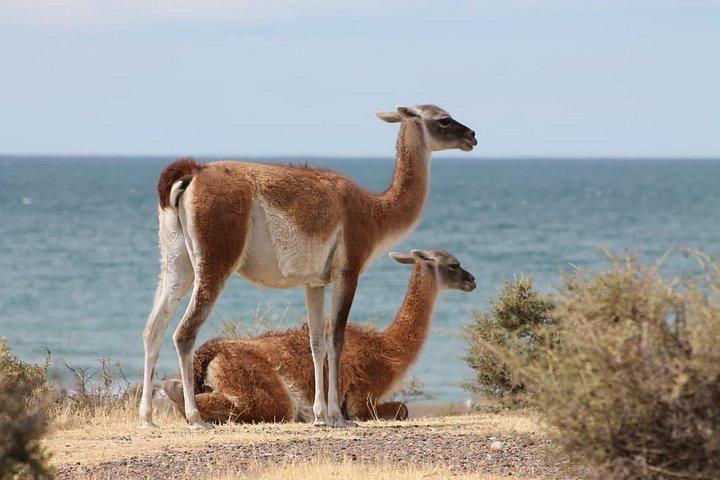 クルーズ客のための素晴らしいプンタトンボペンギン繁殖地ツアー