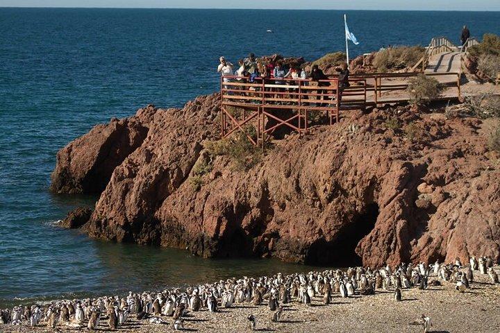 クルーズ客のための素晴らしいプンタトンボペンギン繁殖地ツアー