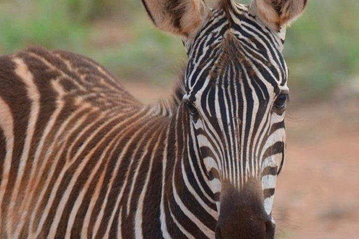 2 - Dia Tsavo East Safari e pernoite no Ashnil Aruba Lodge